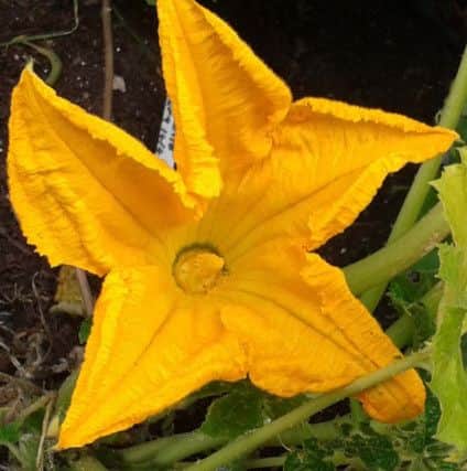 A courgette flower.