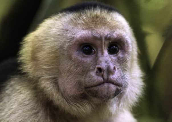 Capuchin monkey. Picture by PA