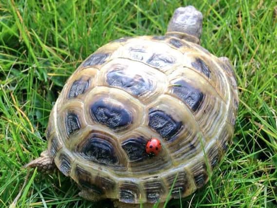 Matilda the Horsefield tortoise, who lives with owner Verity Ward in South Tyneside.