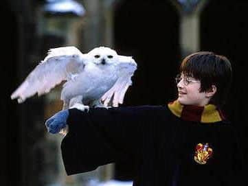 Would you fancy a pet Hedwig?
