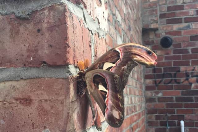 Atlas Moths are usually found in the subtropical forests of south-east Asia.