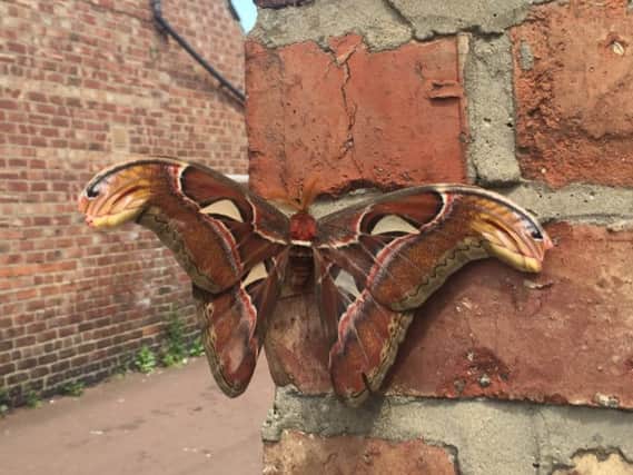 Atlas Moths are usually found in the subtropical forests of south-east Asia.