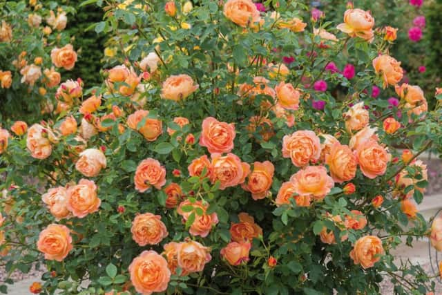 Lady of Shalott. Picture by David Austin Roses