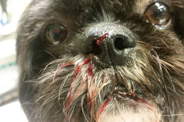 This female black and white Shih Tzu was found in Hebburn with injuries consistent with having been stabbed.