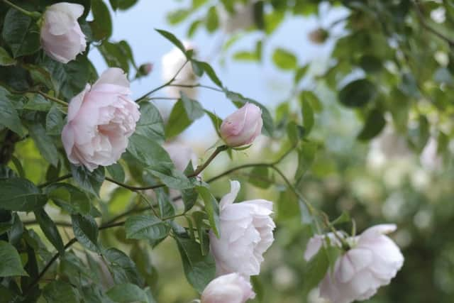 Generous Gardener. Picture by David Austin Roses