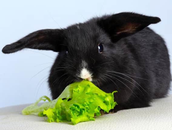 Lettuce can actually be dangerous for rabbits, say experts.