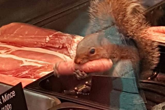 This squirrel was spotted stealing a sausage from Dicksons in Fowler Street, South Shields.