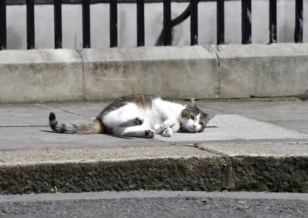Larry the Downing Street cat.