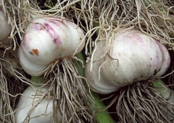Garlic bulbs.