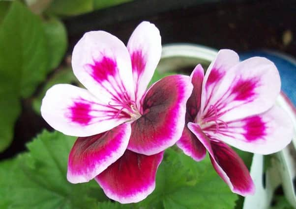 Scented-leaved geranium Angel's Perfume.