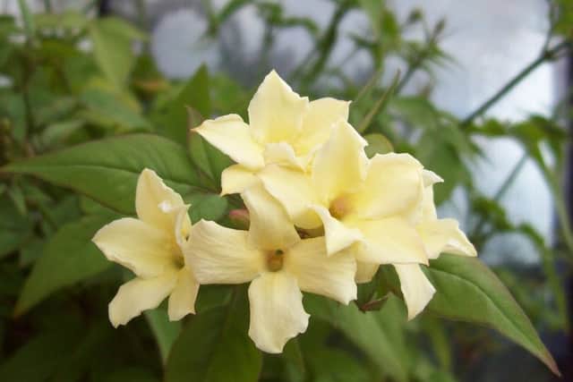 Jasmine Clotted Cream gives off a heavy fragrance.