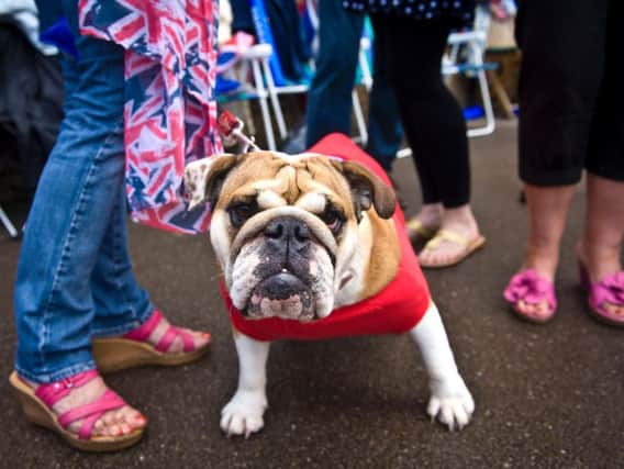 British bulldog: A symbol of perseverance, but they're under threat