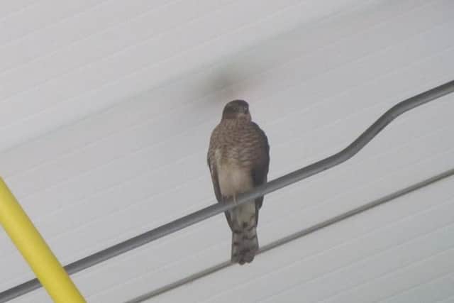 The sparrowhawk inside Monkton Stadium.