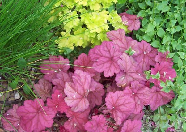 Heucheras, Campanula carpatica and chives intermesh to smother weeds.