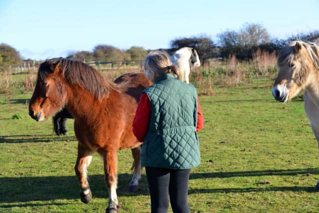 Cleadon pony attack. Owner Wendy Redpath