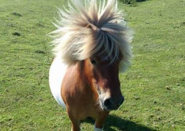 Bobby the Shetland Pony