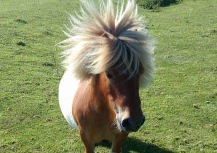 Bobby the Shetland Pony who was found mutilated in a field.