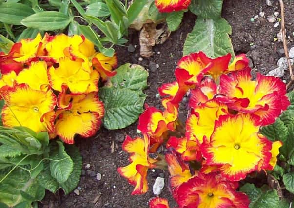 Polyanthus Fire Dragon.