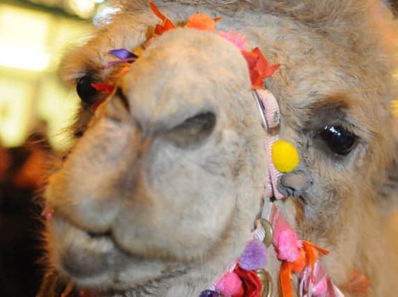 The camels will be heading back to South Shields as part of the town's Christmas celebrations.