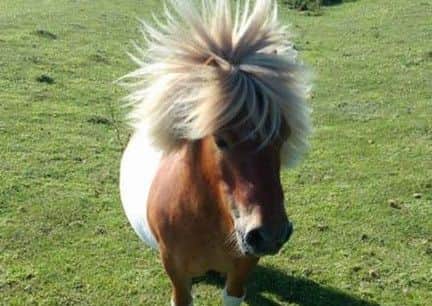 Bobby the Shetland pony who was hacked to death