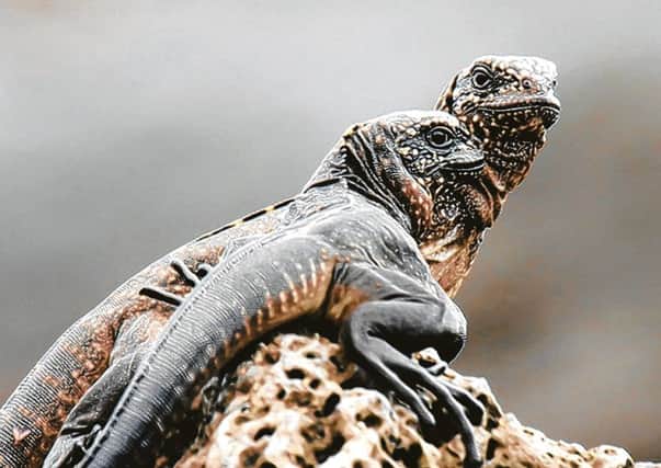 Baby iguanas in a scene from BBC1's Planet Earth II. Copyright BBC