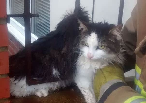 Tinker the cat who was caught on a railing in Horsley Vale in South Shields on Saturday, November 5.