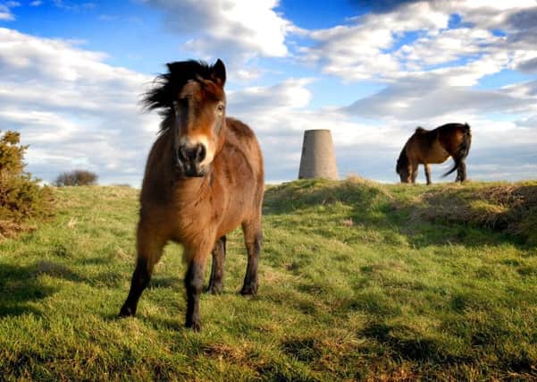 Three wild ponies have been moved 400 miles across Britain to graze in a field as part of a conservation project. See swns story SWPONY. Sisters Maggie and Meggie, along with Hairbell, were driven for six hours from the Exmoor Pony Centre in Devon to the Cleadon Hills Nature Reserve in South Tyneside. They were moved as part of a cost-effective plan for them to maintain the grass, gorse, soft rush brambles and thistles. Juliet Rogers, chairwoman of the Moorland Mousie Trust, which has provided the animals, said:  ''The ponies have settled in very well. 'They are very comfortable in their new home. Their purpose is to eat the grass, gorse, soft rush brambles and thistles in the area."