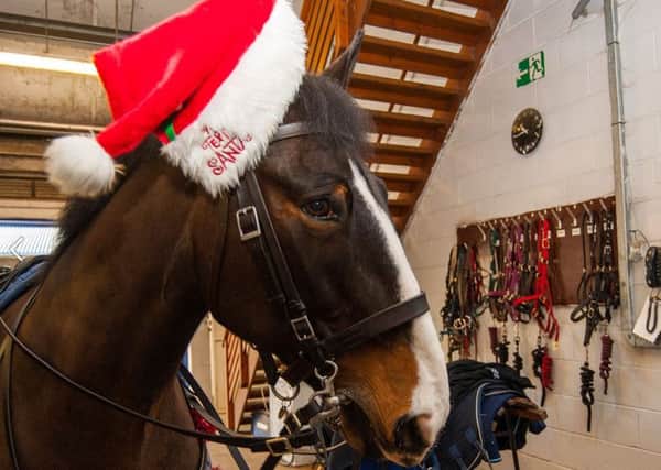 Northumbria Police horse Paddington has his bridle decorated with a Christmas hat.