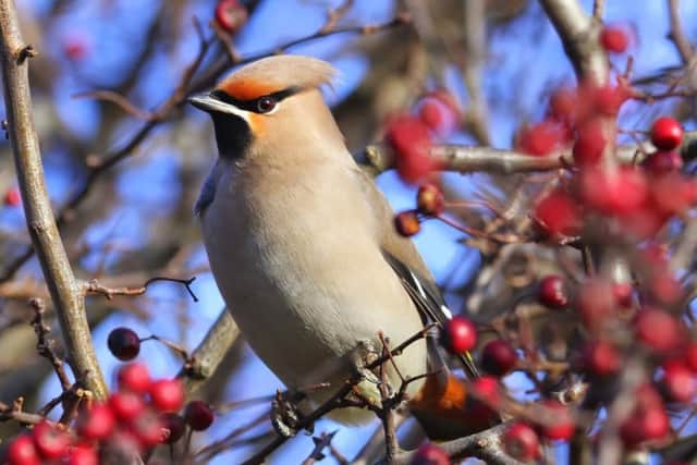 A waxwing was spotted last year.