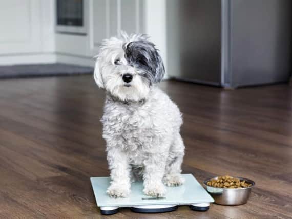 Having the weight of your pet checked regularly is important for their health.