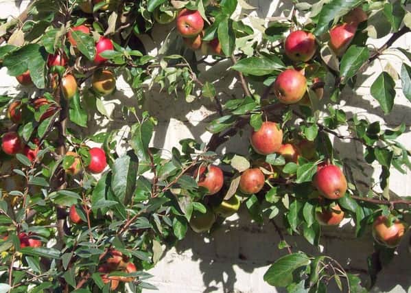 My laden Red Falstaff apple tree in October.