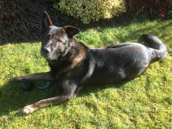 Former police dog Diesel, who has died.