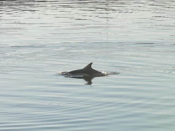 Common Dolphin in the River Wear. Picture by Les Mann.