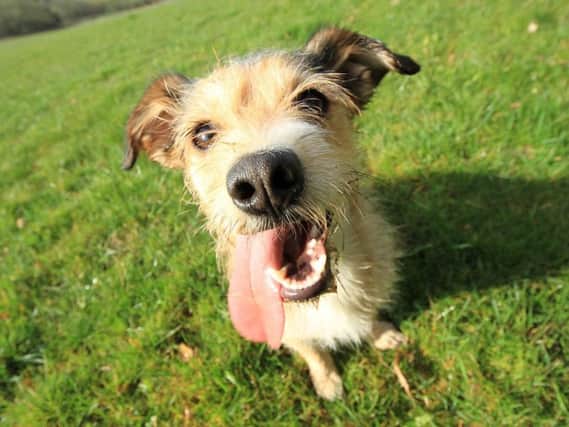 What sort of music does your dog like? Picture: Pixabay.