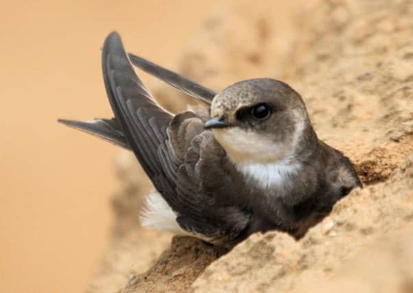 ***MUST CREDIT PICTURE: Michael Flowers***
Sand Martin. Picture: Michael Flowers