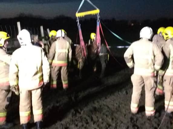 Firefighters use a crane to lift the foal.