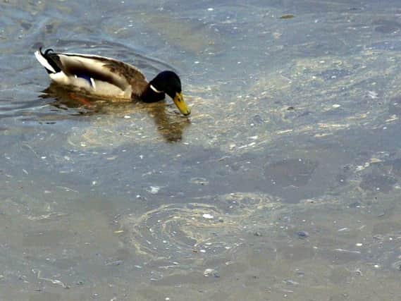Stock picture of a duck swimming amongst raw sewage