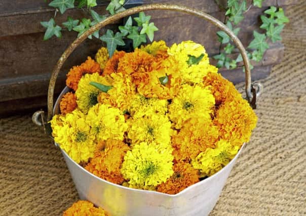 Marigold Indian Kushi. Picture by Suttons