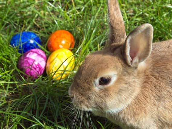Easter Bunny