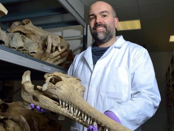 Keeper of biology Dan Gordon with the skull of a gharial.