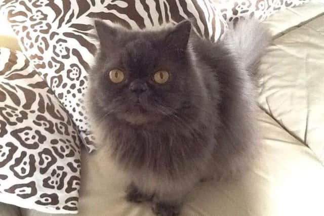 Blue Persian Tallulah is looking for a new home.