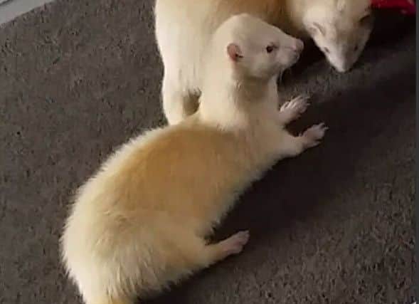 Have you seen missing ferret Peanut?