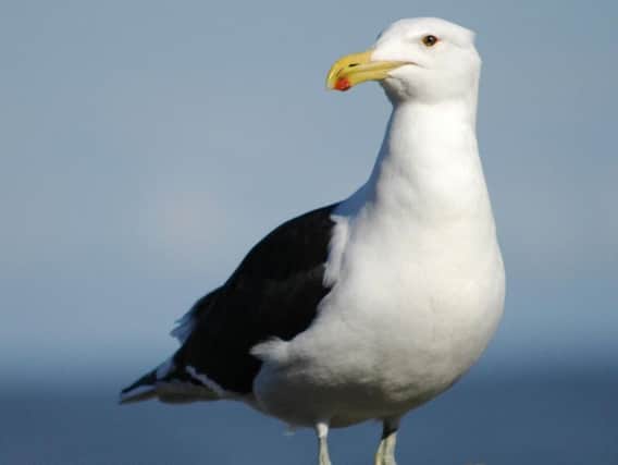 Gull