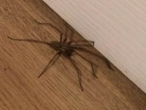Are the eight-legged freaks invading your home? Picture: Kelly Riley.