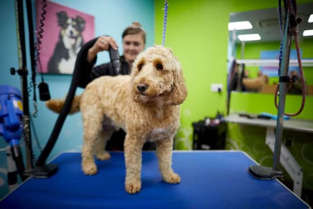Pets at Home attempt to do a world record dog grooming. Picture by Mark Waugh