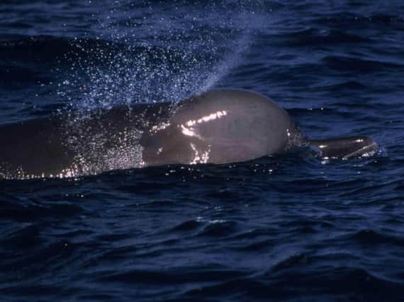 A northern bottlenose whale. Pic: S.Hooker/Sea Watch Foundation.