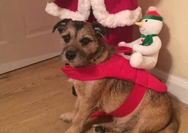 Santa Paws in Sunderland. Dappy the dog. Picture: Jade McArdle.