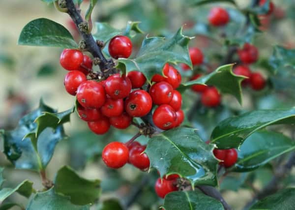 Red holly berries are associated with Christmas.