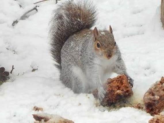 Lindsay Dobson snapped this hungry squirrel enjoying a festive feast in Hebburn