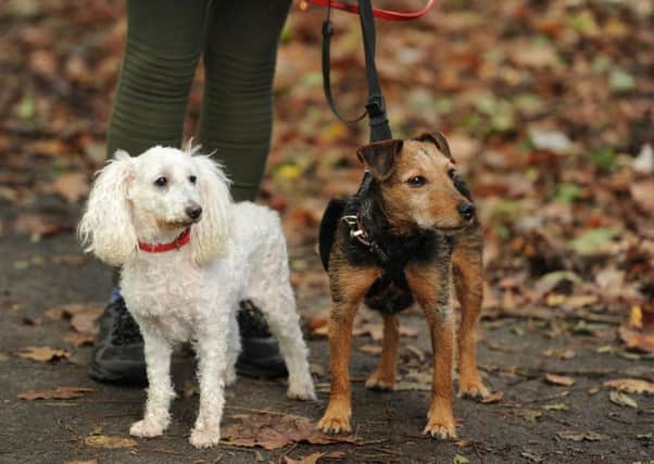 Irresponsible dog owners face more restrictions in South Tyneside